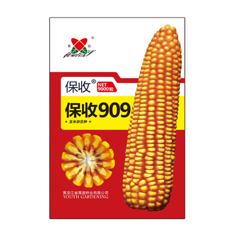 玉米种子-保收909